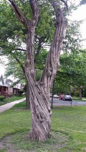 11196252_10153388418269974_5929033817095996835_n