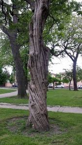 11351279_10153388417944974_8683979118702169225_n